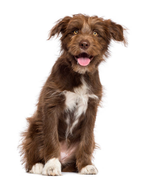 istock Crossbreed dog sitting and looking at camera against white background 1034804392