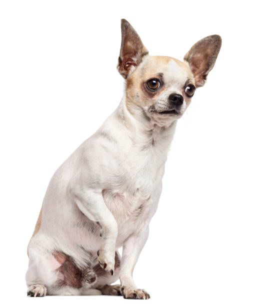 istock Chihuahua sitting and looking away against white background 1034804872