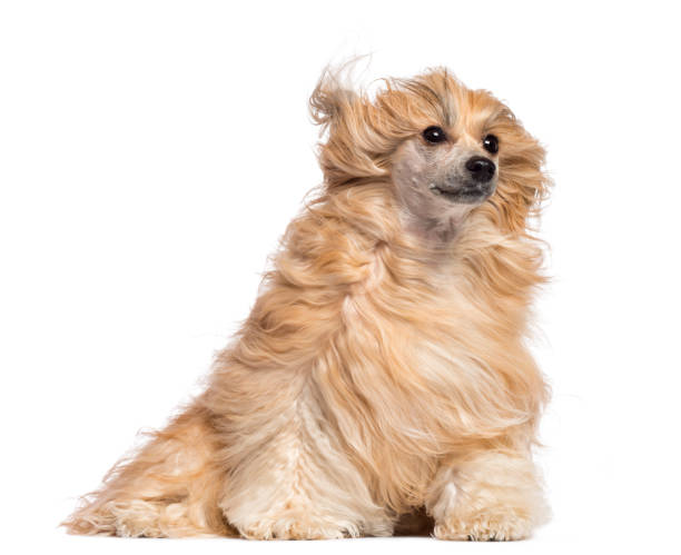 istock Chinese Crested dog sitting in the wind against white background 1034805398