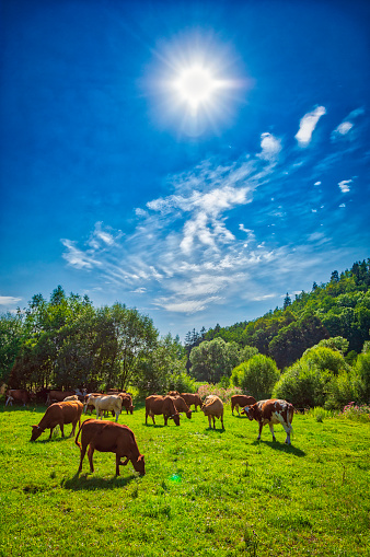 rural landscape between mountains with the grazing cows