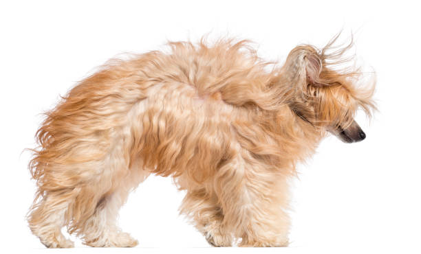 istock Chinese Crested dog in the wind against white background 1034805556
