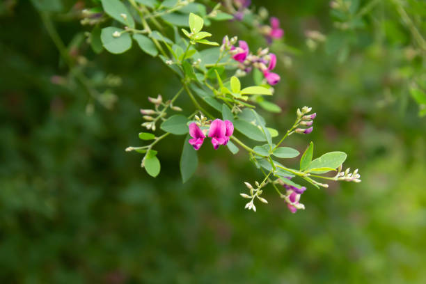 istock Small pink hagi flowers 1034805568