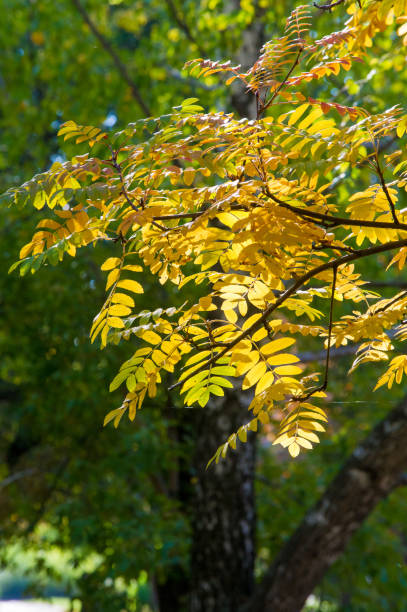 istock Texture, background, pattern. Red yellow green autumn leaves on a tree. Rowan 1034807184