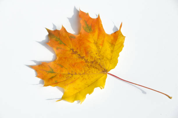 Texture, background, pattern. Yellow red maple leaves on white background. Autumn's Photo