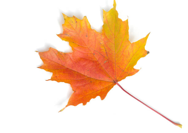 istock Texture, background, pattern. Yellow red maple leaves on white background. Autumn's Photo 1034807570