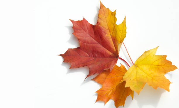 istock Texture, background, pattern. Yellow red maple leaves on white background. Autumn's Photo 1034807828