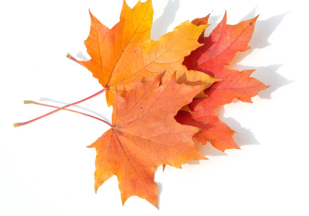 istock Texture, background, pattern. Leaves in autumn on a white background isolated. Maple. Red Yellow Leaves 1034807868