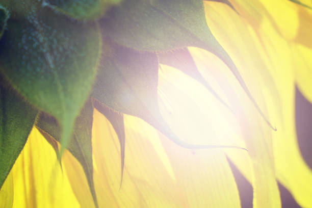 istock Sunflower petals from behind illuminated by sun backlight 1034812068
