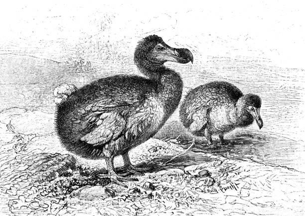 illustrations, cliparts, dessins animés et icônes de couple de dodo - 1898