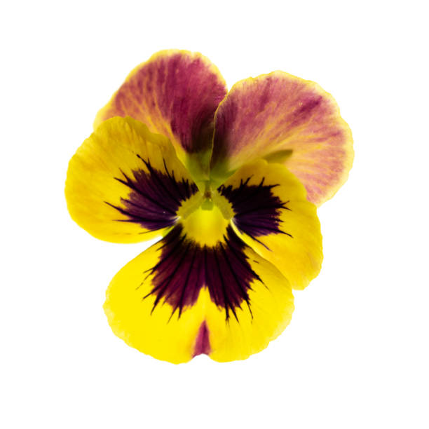 The garden pansies are colourful and happy flowers that looks like they are smiling. Blurred background due to short focal length. Big copy space available above the flowers.