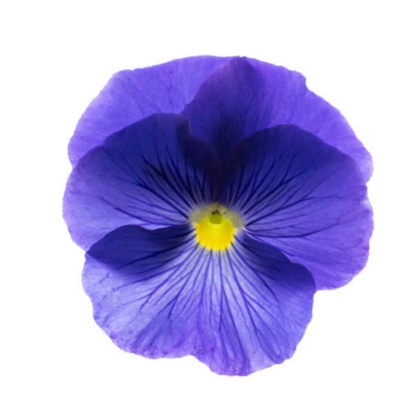 istock blue pansy flower blossom isolated on white background 1034831488