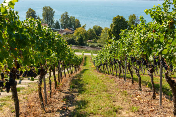 istock View through vineyards to Lake Constance 1034842098