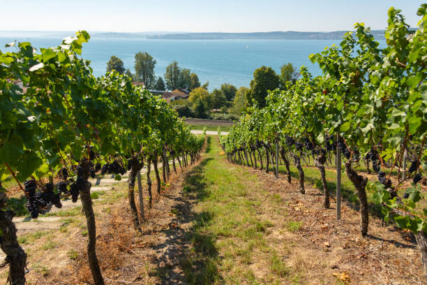 istock View through vineyards to Lake Constance 1034842292