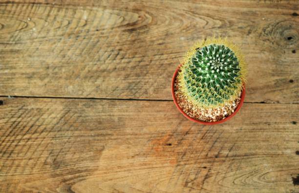 istock top view cactus succulent in flower pot on wooden background 1034842984