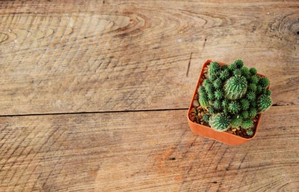 istock top view cactus succulent in flower pot on wooden background 1034843380