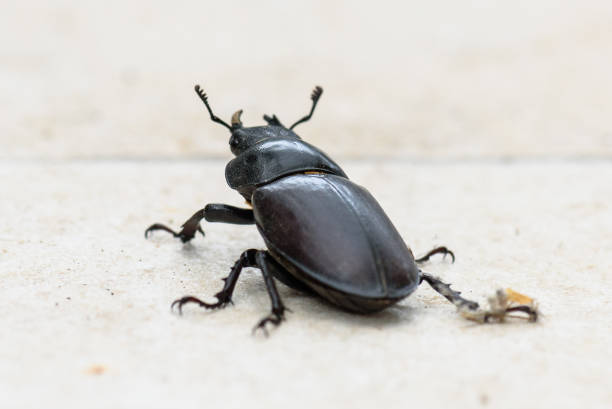 istock Big female stag beetle Lucanus cervus on terrace tiles. 1034844528