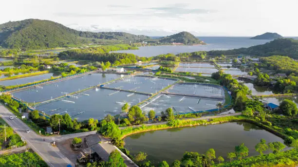 Photo of Aerial view of shrimp farm and air purifier in Thailand. Continuous growing aquaculture business is exported to the international market.