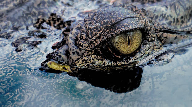 istock Close up crocodile eye in the water 1034847716