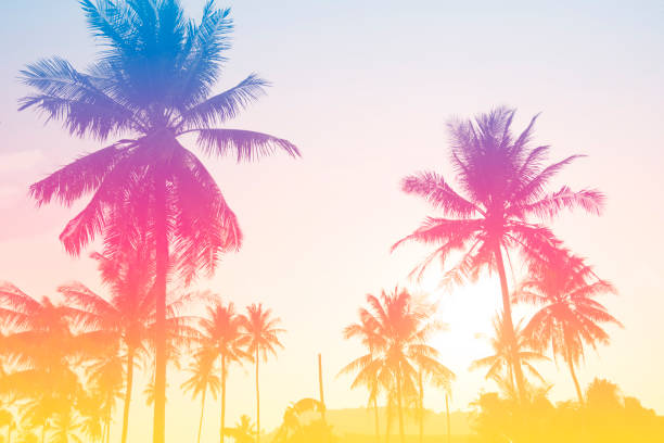 istock Palm tree or coconut tree at tropical coast made with vintage tones style background. 1034847736