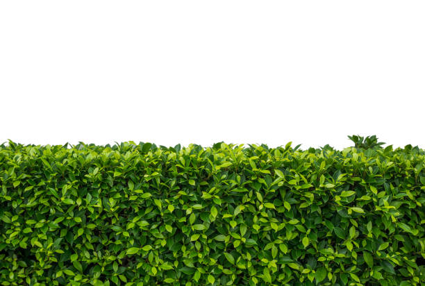 istock Green tree plant wall background isolated on white background 1034848166