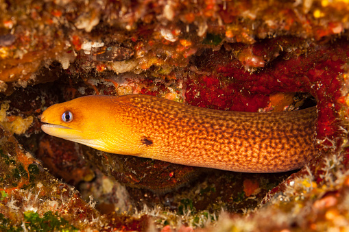 Dwarf Moray Gymnothorax melatremus is wide-ranging in the tropical Indo-Pacific region (but Hawaiian specimens have higher vertebral counts, no other differences found) in a depth range from 1-58m. \n\nLiving solitary and secretive in holes and crevices of seaward reefs, the species is seldom seen. Max. length 30cm \n\nUSA, Hawai'i, West Coast Big Island at 8m depth \n19°16'21.03\