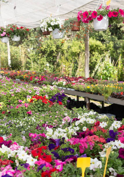 istock Flowers in greenhouse 1034849228