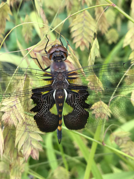 istock black saddlebags, Tramea lacerata, dragonfly 1034849752