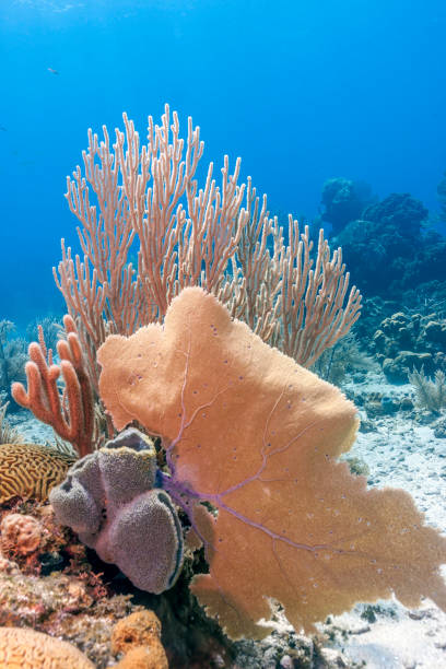 istock Caribbean coral reef 1034850010