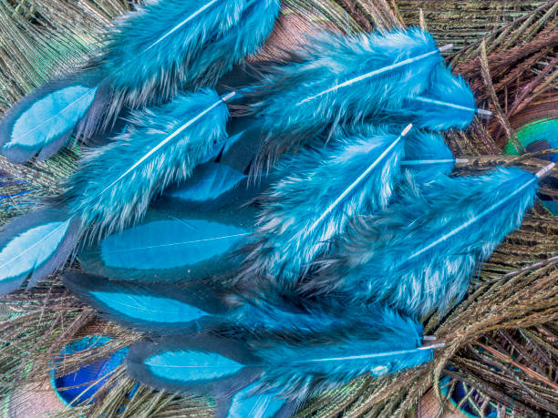 istock Peafowl or peacock bird 1034854222