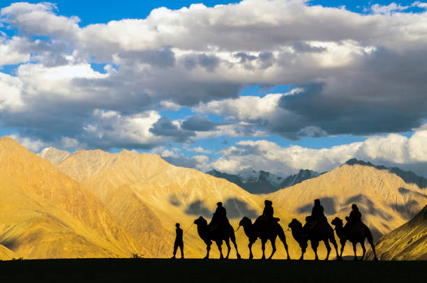 Double humped camel riding at sand dunes of Nubra Valley, Hunder, Leh.