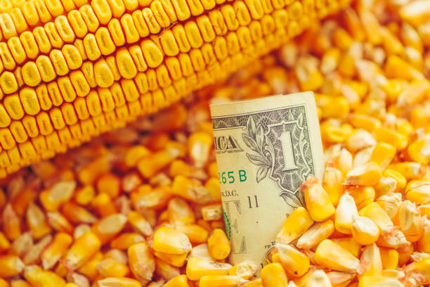 istock One US dollar bill in harvested corn kernels heap 1034857980