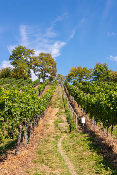 istock Steep path up a vineyard at Lake Constance 1034858242