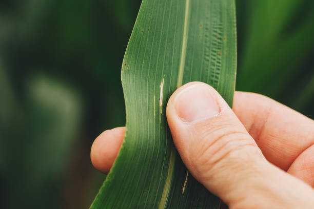 istock Farmer examining sorghum plant leaf 1034860812