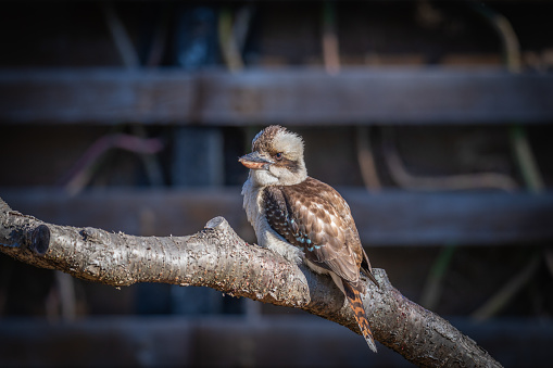 Laughing kookaburra at the Sydney Botanical Gardens