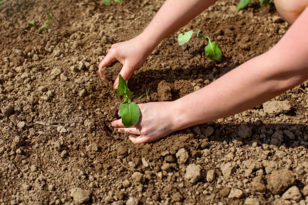 istock Woman hands planting green seedling into ground. 1034867796