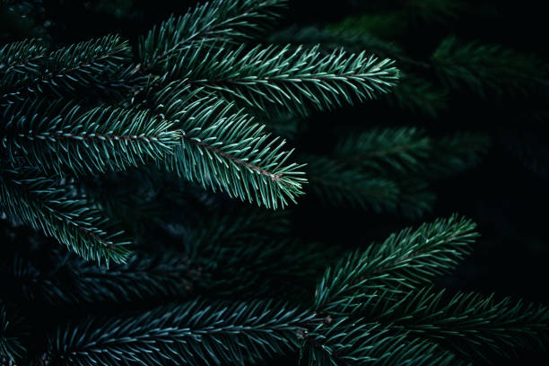 Christmas  Background with beautiful green pine tree brunch close up. Copy space.\