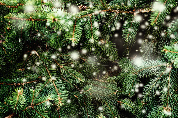 istock Christmas Background with falling white  snow and fir tree branches. Merry Christmas Festive Card. Copy space. 1034868488