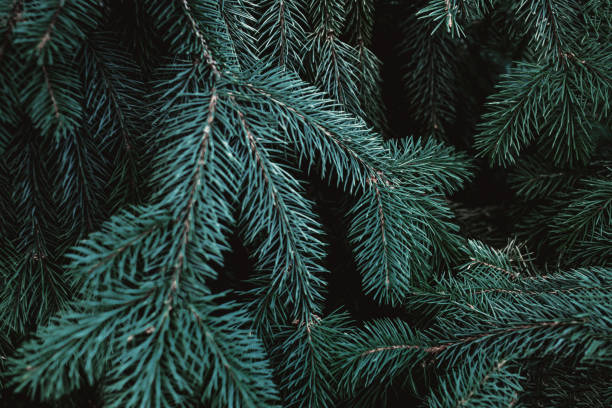 istock Christmas fir tree branches Background. Christmas pine tree wallpaper. Copy space.