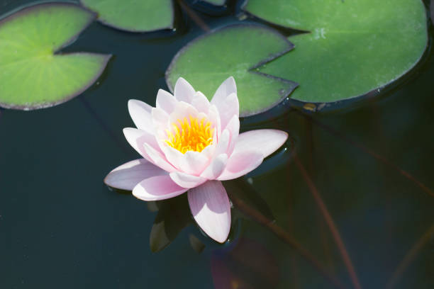 istock Pink nenuphar in a pond 1034873740