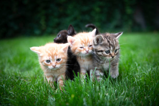 istock Four curious little kittens play in the grass 1034876036