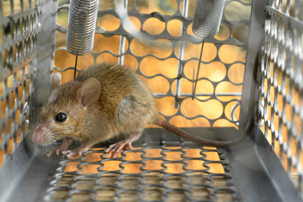 istock Mice trapped in a trap cage. Inside of rat traps. 1034876064
