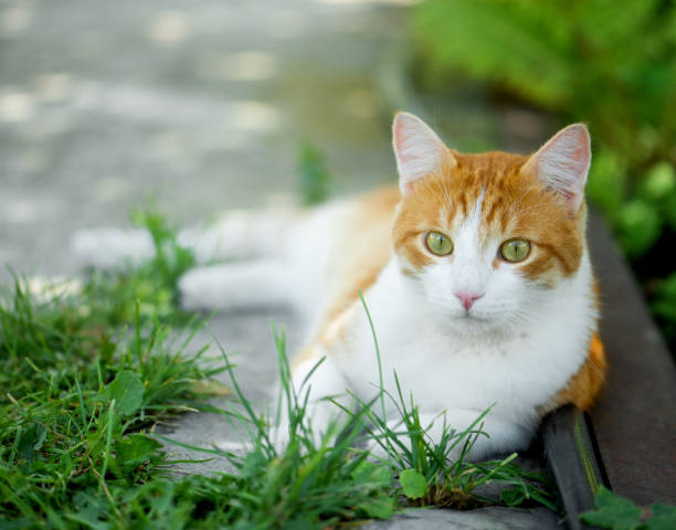istock Cute cat with big green eyes closeup 1034879988