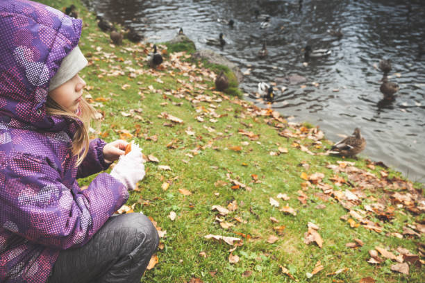 istock Little girl feeds ducks on a pond coast 1034887480