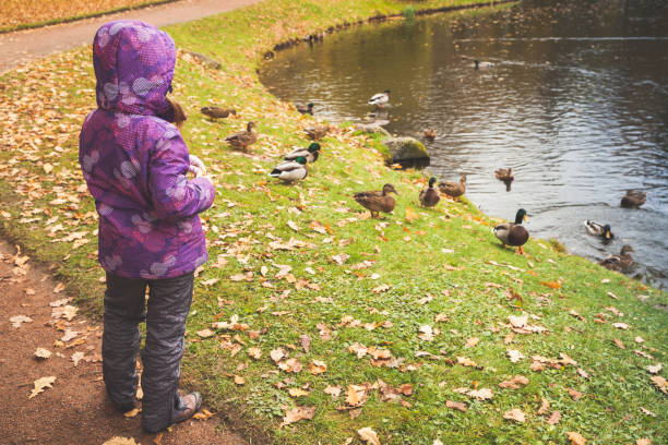 istock Little girl feeds ducks on a pond 1034887496