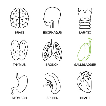 Internal organs linear vector icons. Thin line. Brain, esophagus, larynx, thymus, bronchi, gallbladder, stomach, spleen, heart