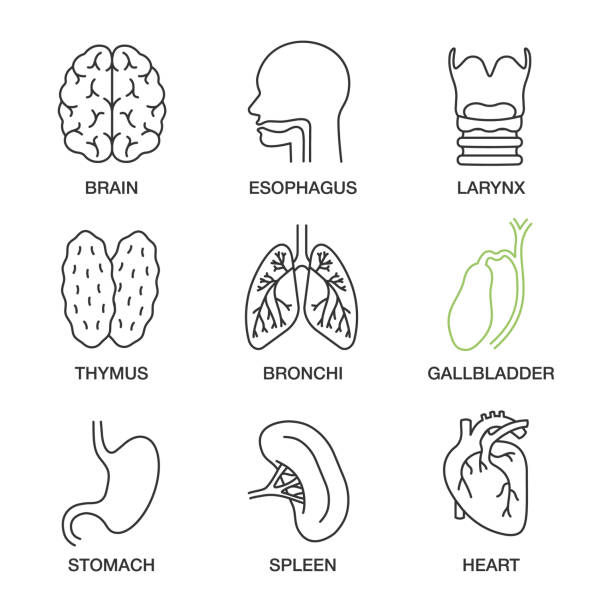 Internal organs icons Internal organs linear vector icons. Thin line. Brain, esophagus, larynx, thymus, bronchi, gallbladder, stomach, spleen, heart oesophagus stock illustrations