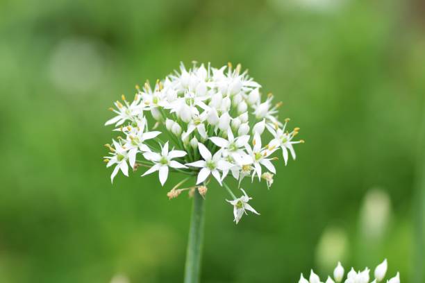 istock Insects in Chinese chive flowers 1034891786