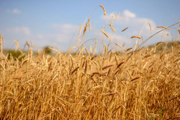 istock Field of wheat 1034893530