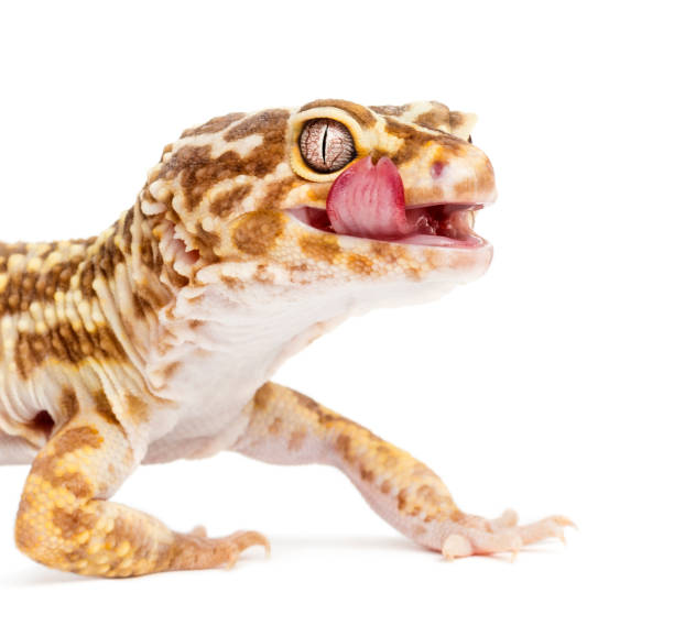 Leopard gecko, Eublepharis macularius, close up against white background