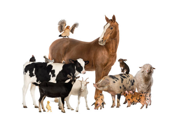 Group Of Farm Animals Stock Photo - Download Image Now - Livestock, Cow,  Cut Out - iStock